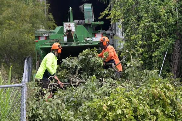 Comprehensive Tree Trimming Service for Every Season