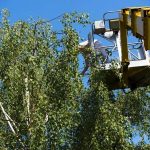 Tree Cutting Service with Safe Disposal and Cleanup