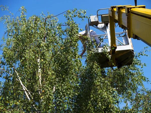 Tree Cutting Service with Safe Disposal and Cleanup